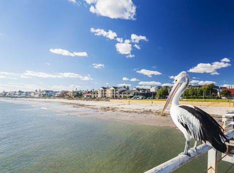 Pelican at a jetty in beachside suburb of Adelaide