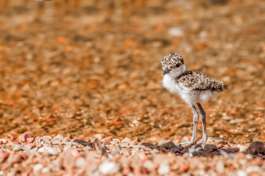 Lapwing Chick on Pebble Beach