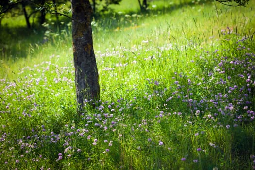 Field background with wild flowers under a tree