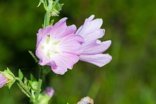 Closeup of pink Hollyhock flowers on green meadow