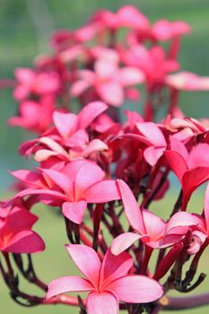 Tropical flowers frangipani (plumeria)