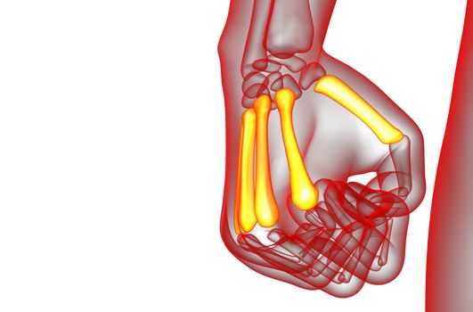 3d render medical illustration of the metacarpal bone 