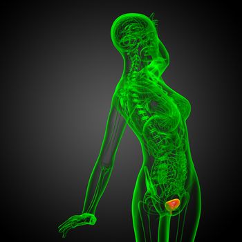 3d render medical illustration of the bladder