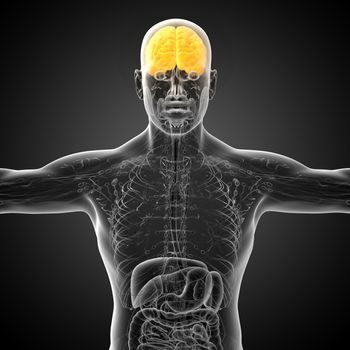 3D medical illustration of the brain  