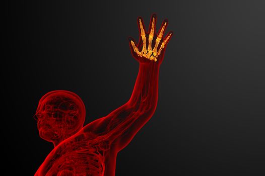 3d render illustration of the skeleton hand 