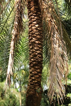 Palm tree bark