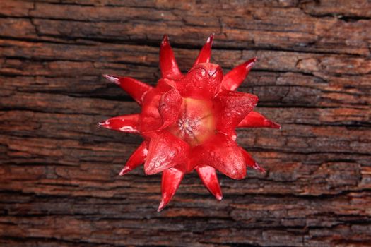 Closeup of roselle fruit