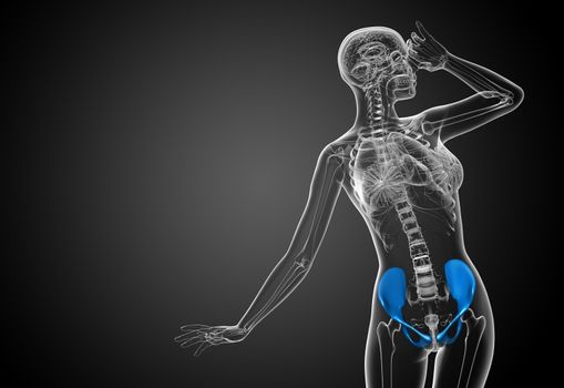 3D medical illustration of the pelvis bone 