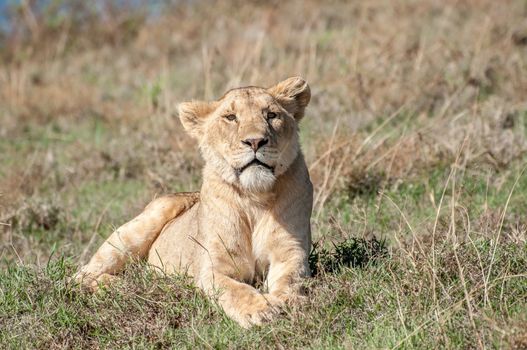 Relaxed lioness lying in short grass.