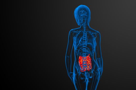 3d rendered illustration of the small intestine