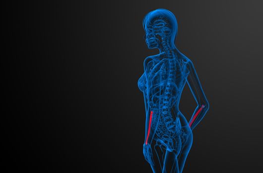 3d render medical illustration of the radius bone - side view