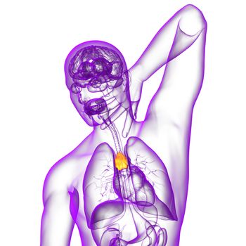 3d render medical illustration of the thymus 