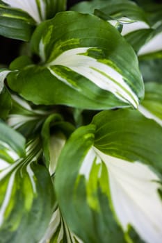 Green-white leaves of hosta