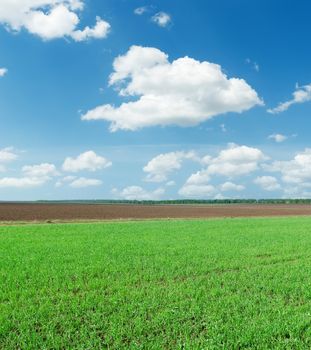 green spring field and white clouds in blue sky