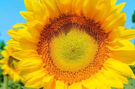 part of sunflower close up