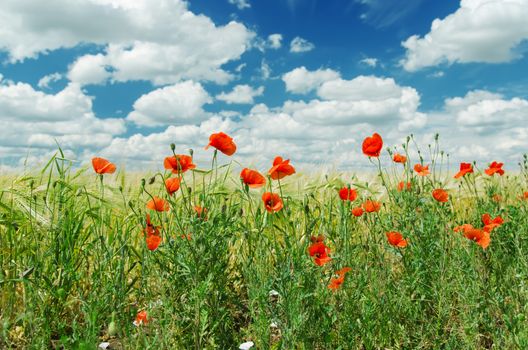 red poppies on green field under cloudy sky