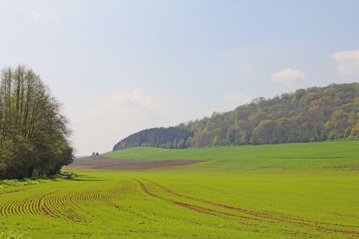 Landscaped field