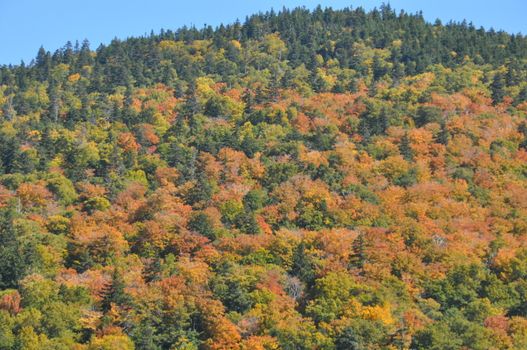 Fall Colors at the White Mountain National Forest in New Hampshire
