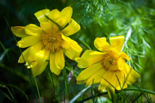 Beautiful spring yellow flowers  Pheasant's eye 