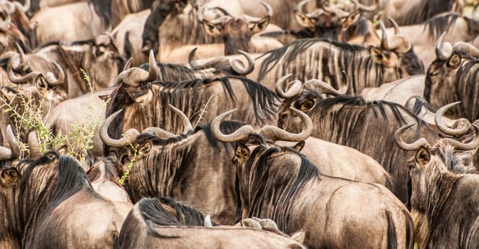 Herd of wildebeest 