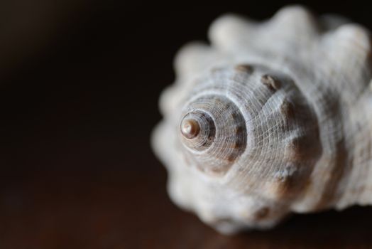 Sea shell macro closeup 
