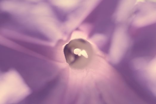 Violet flower abstract close up background