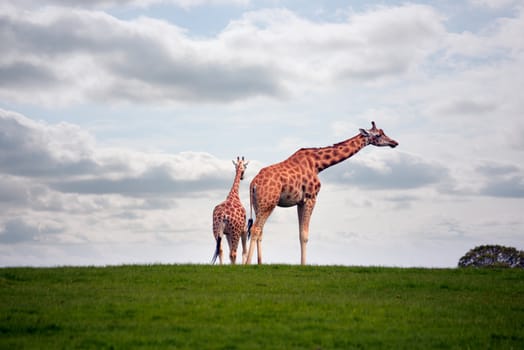 giraffes strolling in the grass