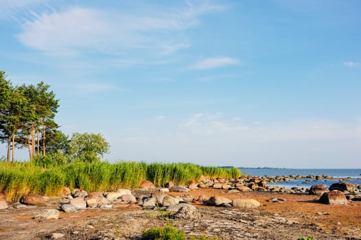 Picturesque landscape with thicket reeds on seashore