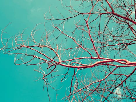 Branches of dry wood with blue sky space in vintage color style