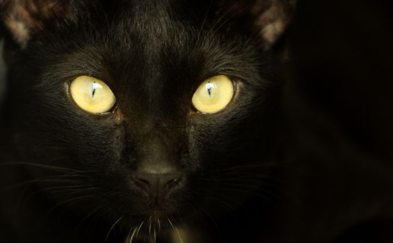 Closeup portrait of a Halloween black cat with yellow eyes
   