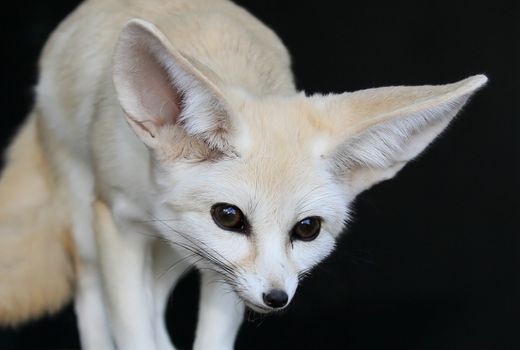 Fennic Desert Fox with Large Ears