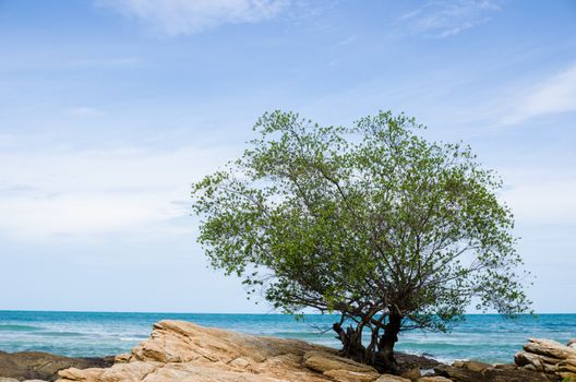 Tree and blue sea