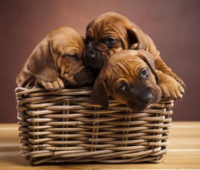 Puppies, wicker basket, beautiful bright pet concept