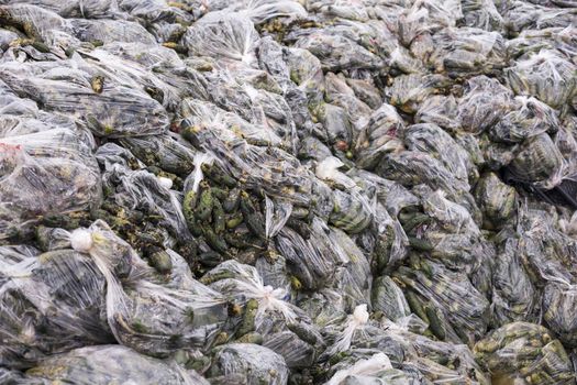 Rotten cucumbers in plastic sacks on the landfill