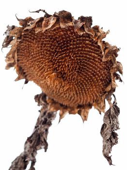 Withered sunflower head in winter