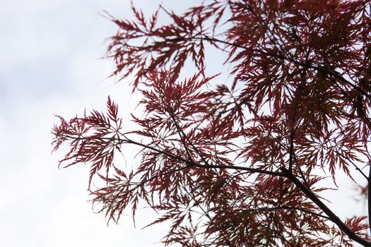 Pink leaves on the branches of the Japanese maple