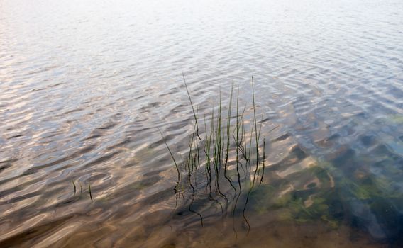 Water surface with visible water plants and reed stems