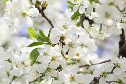 bee collects nectar on a flower cherry