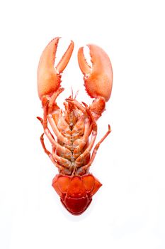 Red Lobster with Cooked Bottom Isolated on White