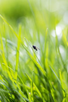 a fly on a green grass