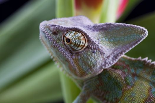 Green chameleon, bright vivid exotic climate