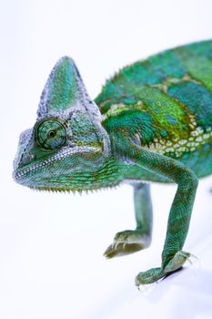 Chameleon, bright vivid exotic climate