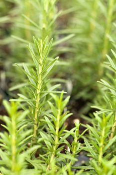 Organic rosemary plants macro with a shallow depth of field.