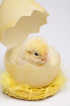 Baby chick, springtime colorful bright theme