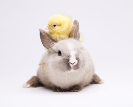Easter Chick and bunny on table
