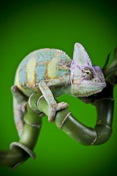 Lizard families, Chameleon, bright vivid exotic climate