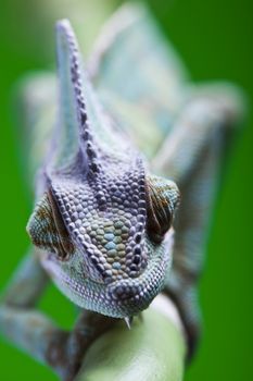Lizard families, Chameleon, bright vivid exotic climate