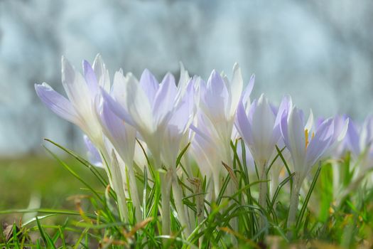 Spring wallpaper with gentle pastel blue crocus flowers on sunlit Alpine glade. Stock photo with shallow DOF and blurred background.