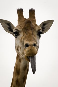 Giraff med tunga ute
