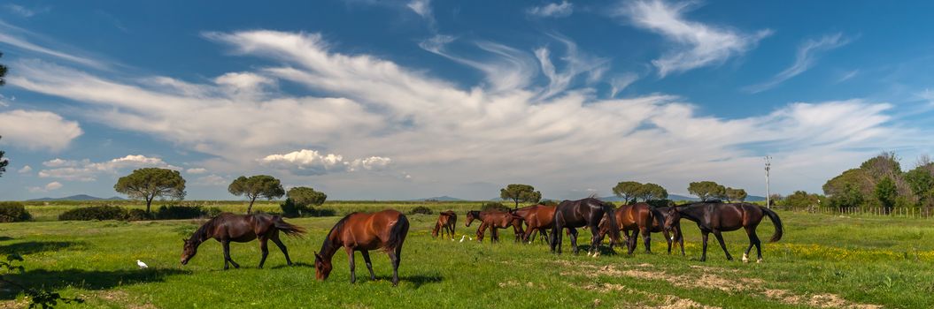 Horses grazing on a green meadow